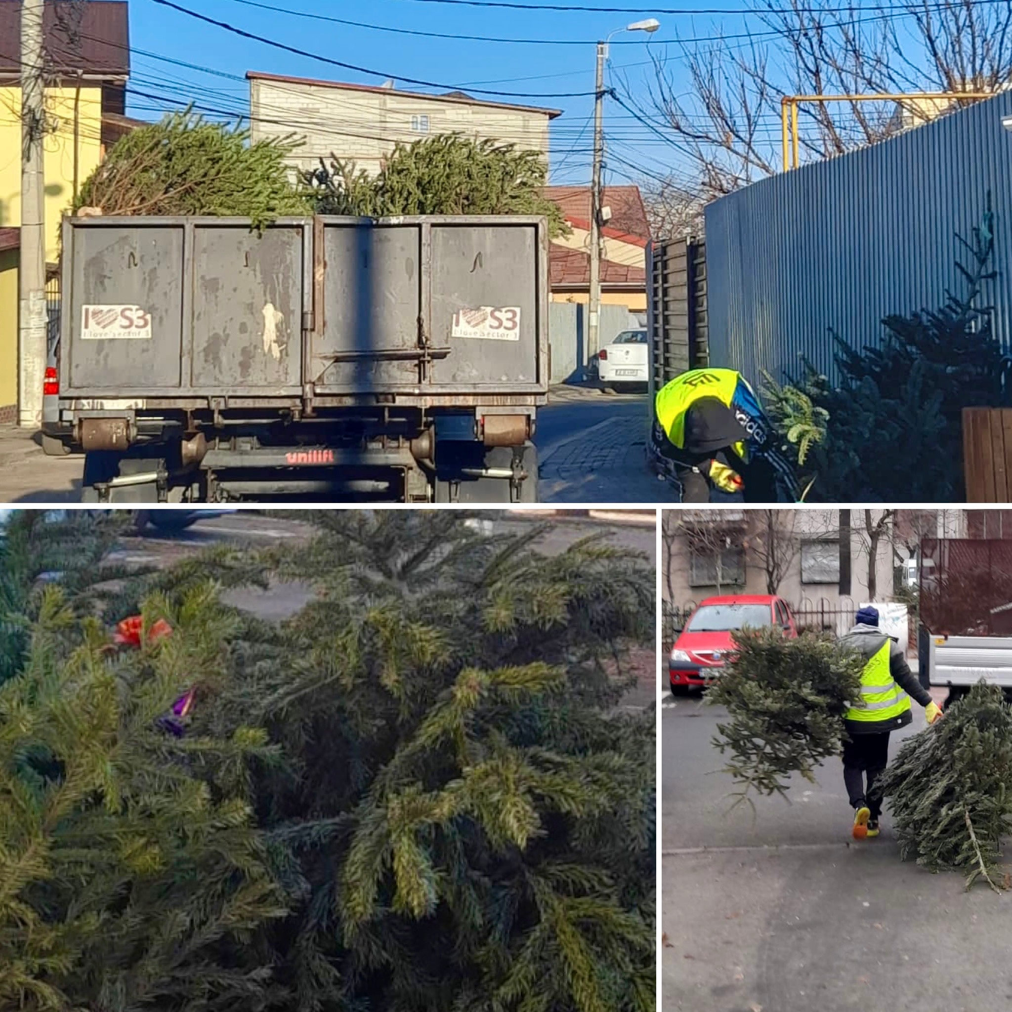Primăria Sectorului 3 strânge brazii de Crăciun