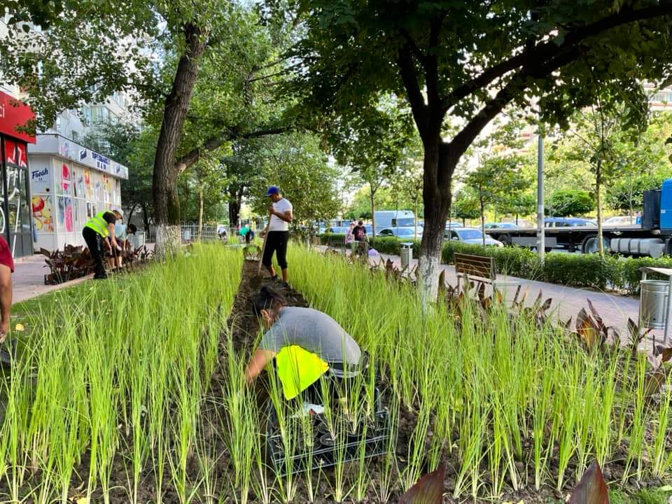 Curățenie stradală și întreținerea spațiilor verzi în Sectorul 3 